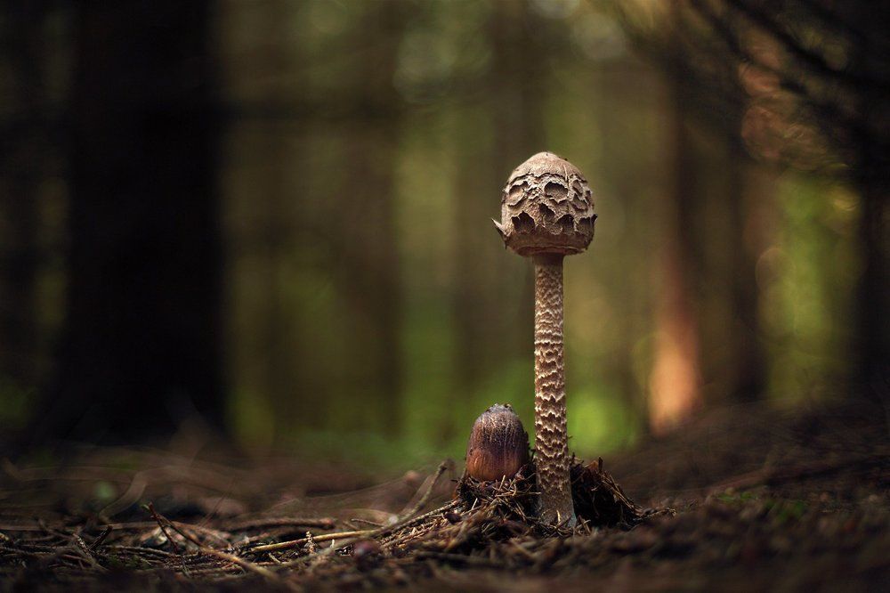 В сказочном лесу