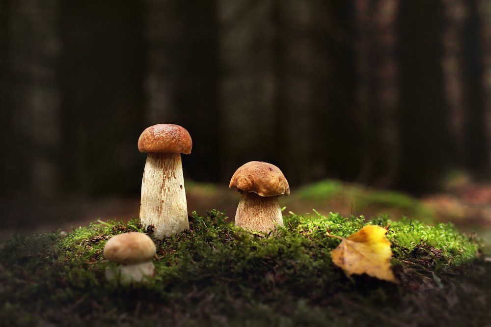 Опушка в чаще...