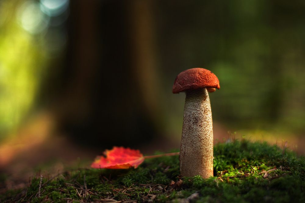 Красавец красный подосиновик