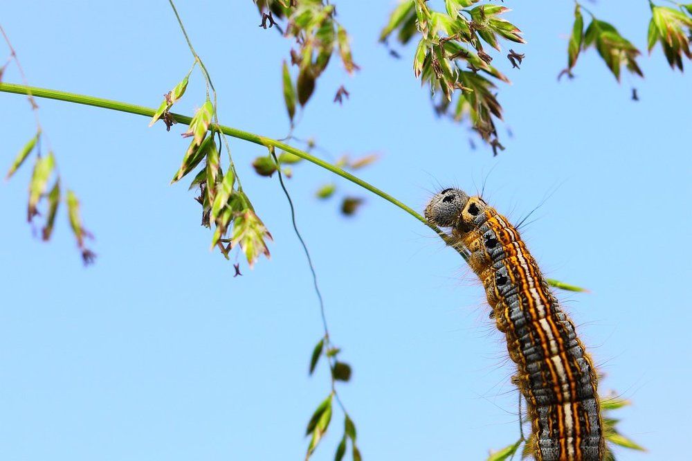 Дотянуться до небес...