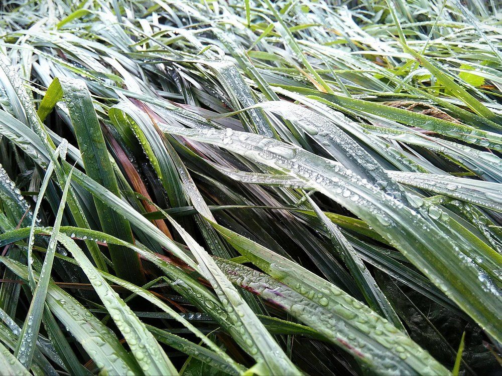 Капли дождя