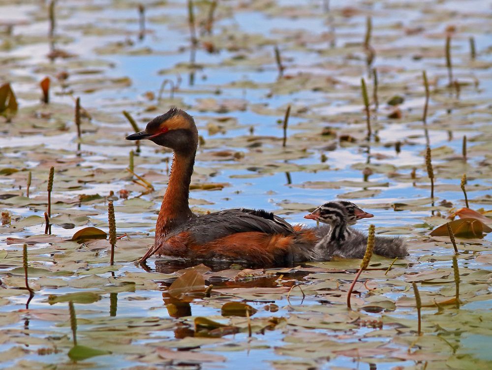Тянитолкай (Красношейная поганка с птенцами)