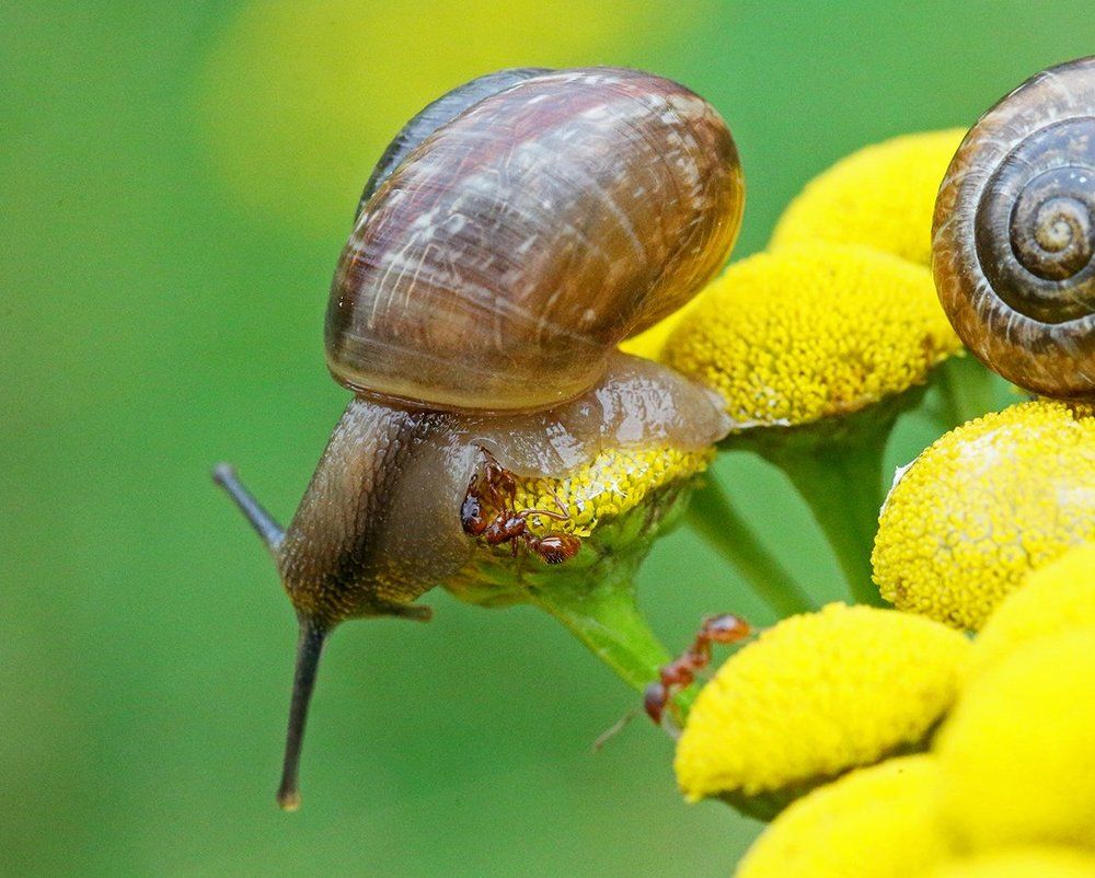 Хищник (Predator)