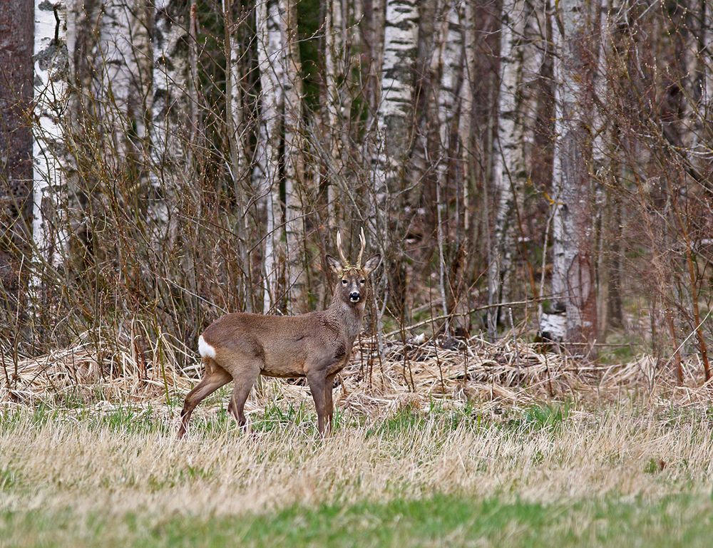Лесной принц (Forest Prince)