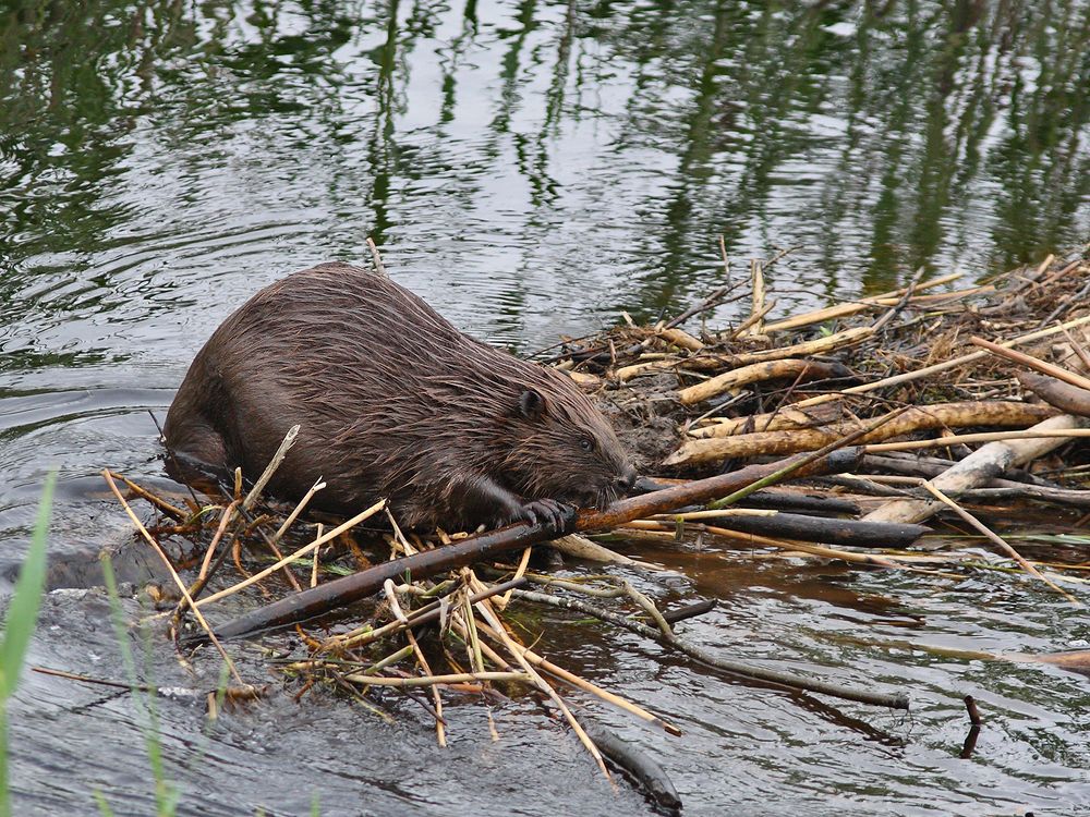 Бобр за работой (Beaver works)