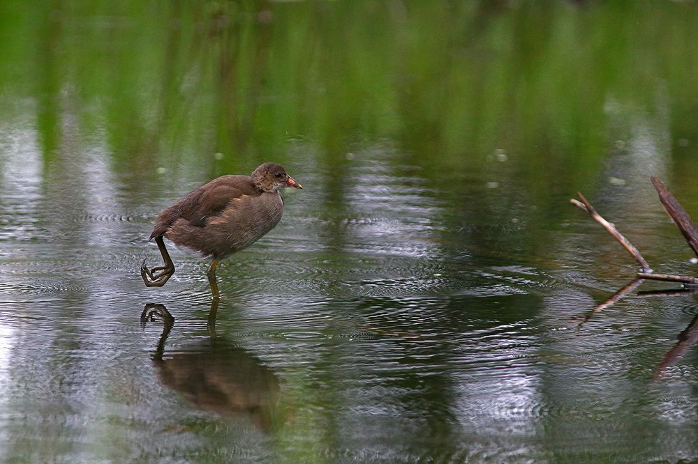 Долговязый (птенец камышницы) (Leggy)