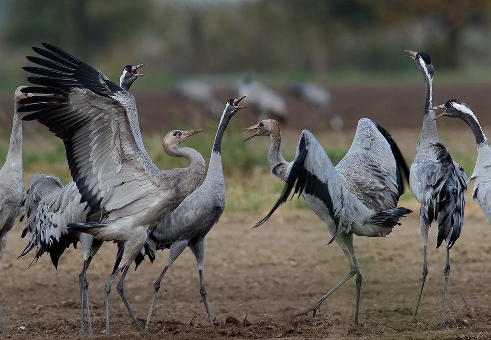 «Кубок юниоров» ("Junior Cup")