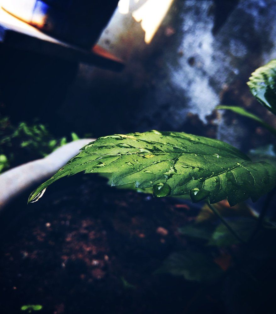 Nature
