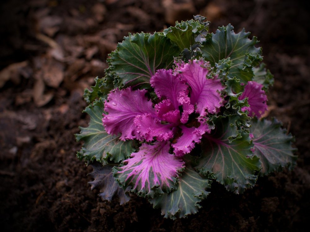 "Цветная" капуста