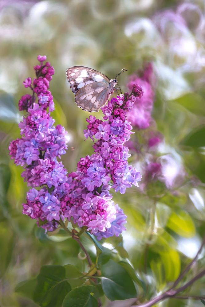 You are my tenderness