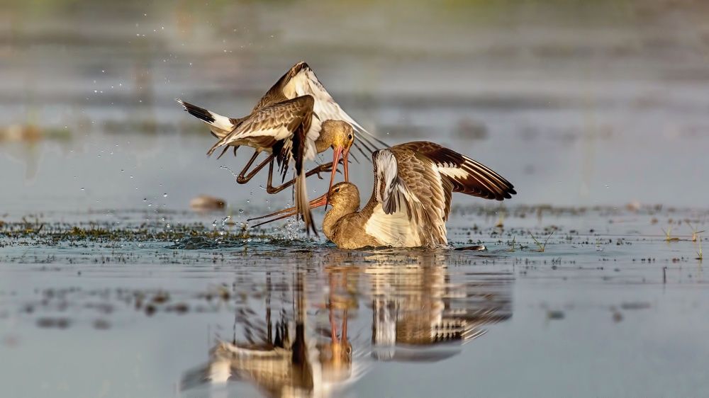 "Fight For Existance"