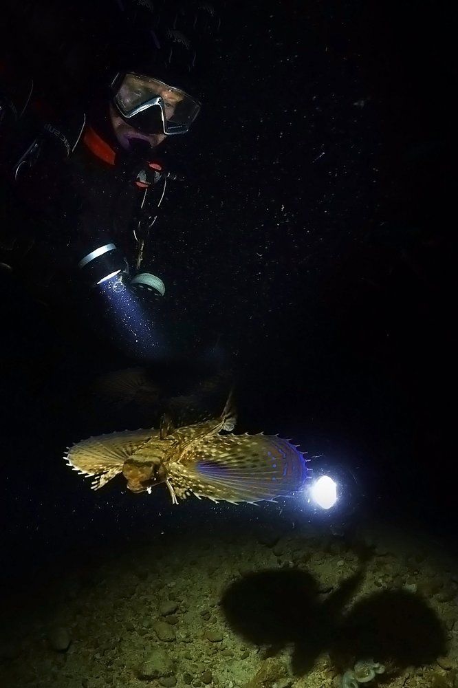 Подводная Птица счастья