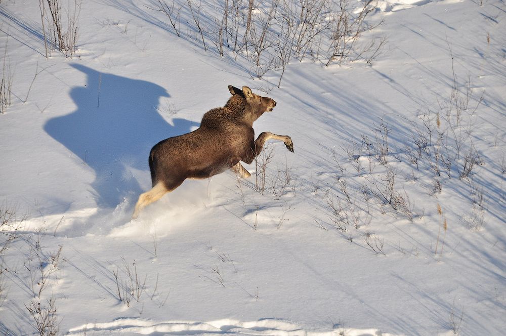"Внедорожник"