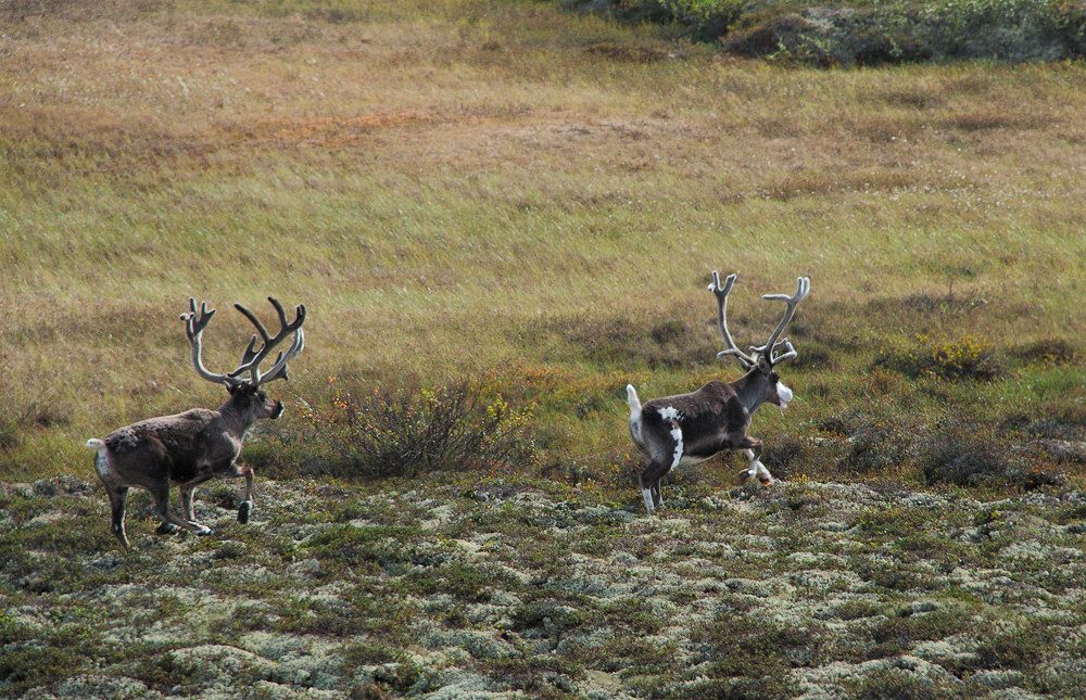 "Возьми меня олень,в свою стану оленью..."