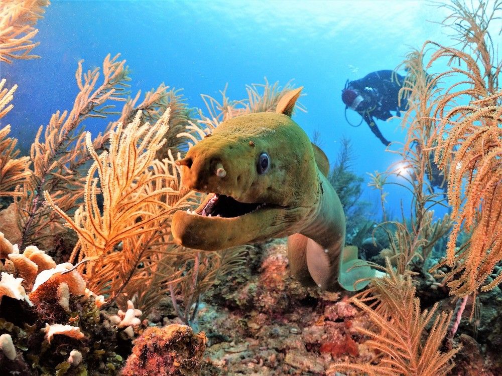 Муренозавр