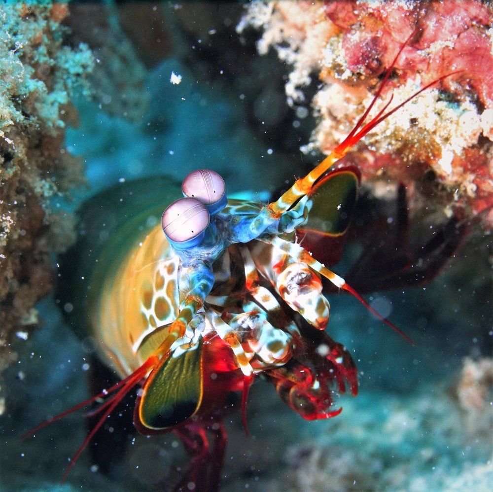 А? Кто? ЧЯво?