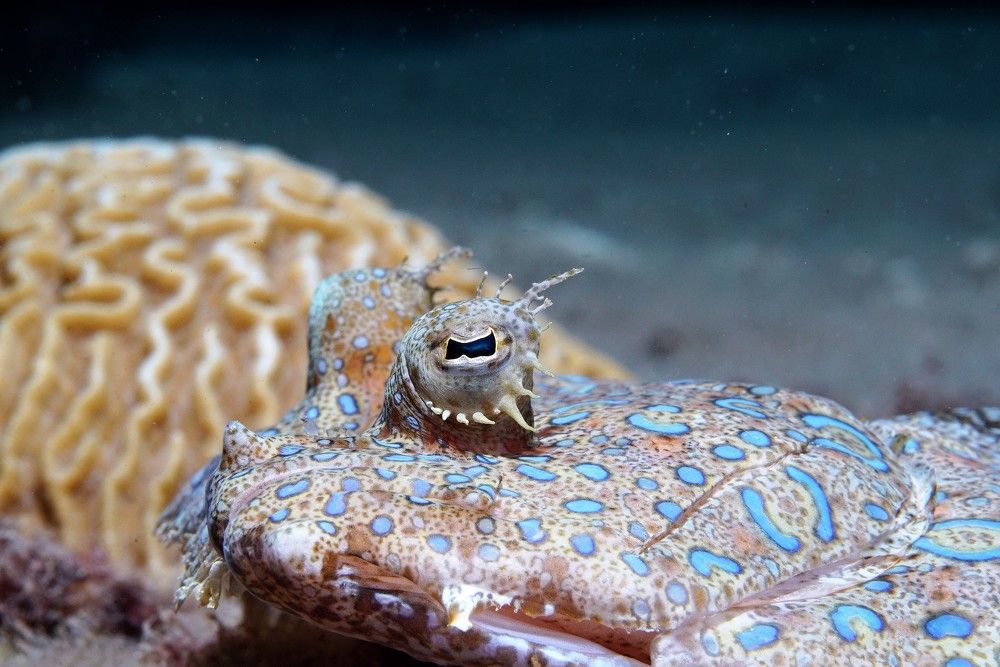 Эти глаза нпротив!