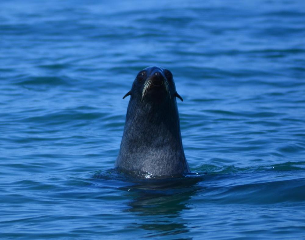 любопытный