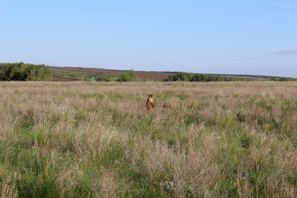 сурок весной