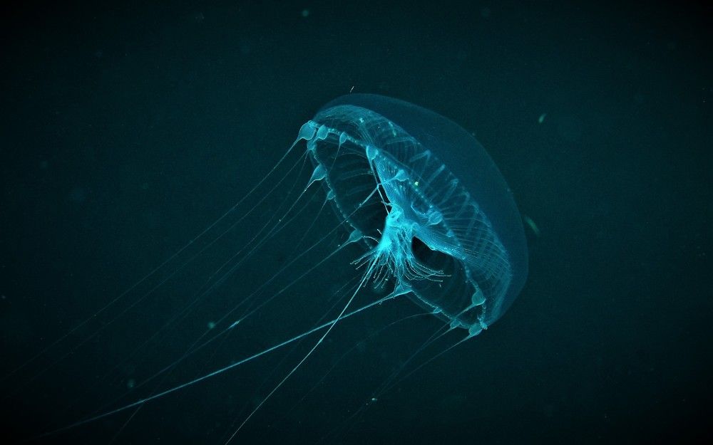 Подводные концепТции