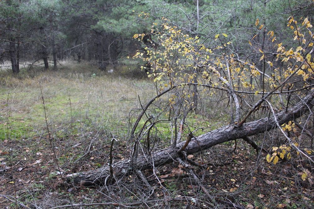 осенний пейзаж