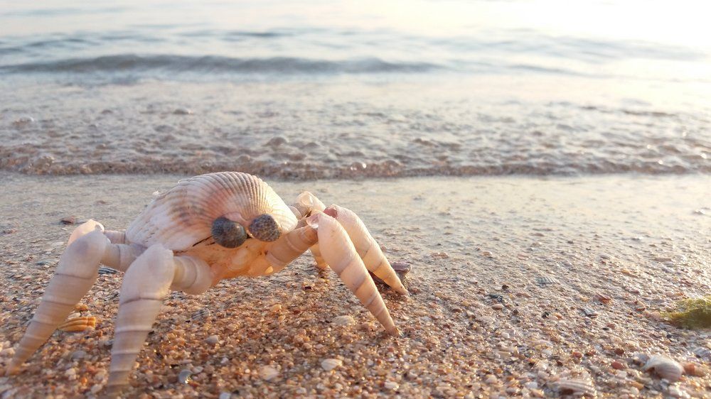 Воспоминания с моря