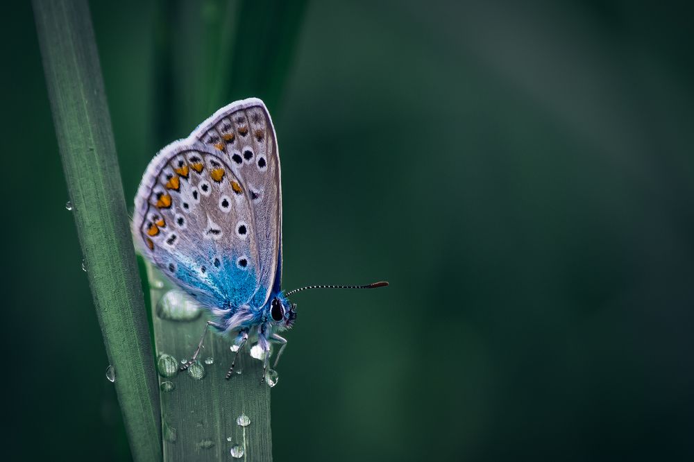 Утренняя роса.