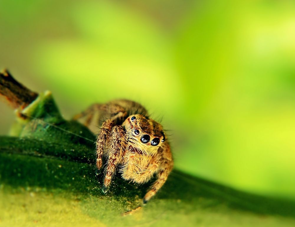 Jumping Spider