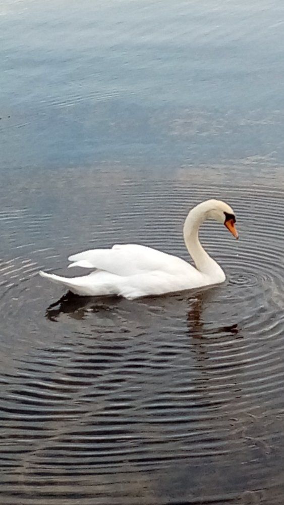 Лебедь на озере Охрид
