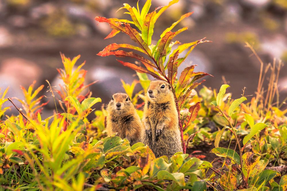 Осенний пикник (Надеюсь, нас никто не видел)