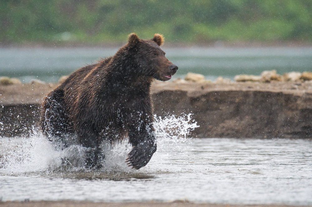 Азартная рыбалка под дождём