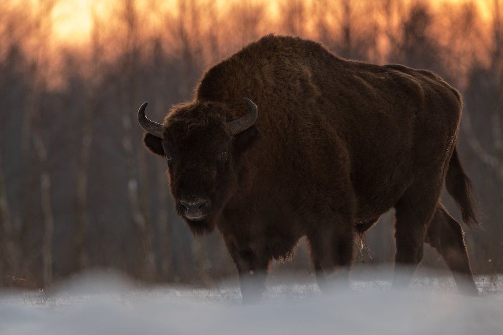 European Bison