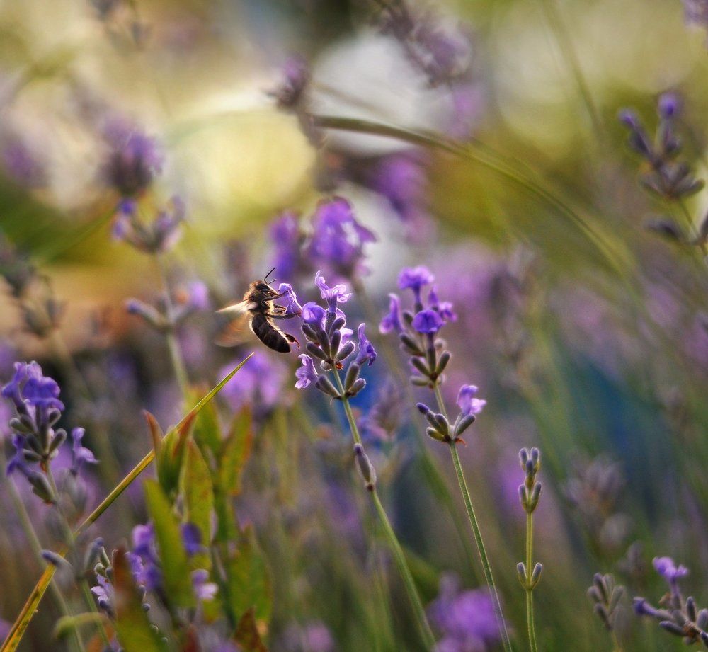 В лавандовой гущи