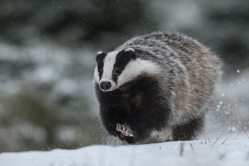 Badger