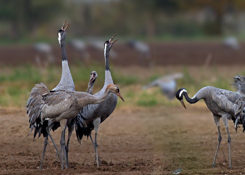 Здравствуйте, гости дорогие! (Welcome, dear guests!)