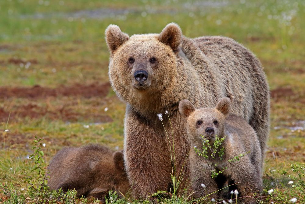 Семейный портрет (Family photo)
