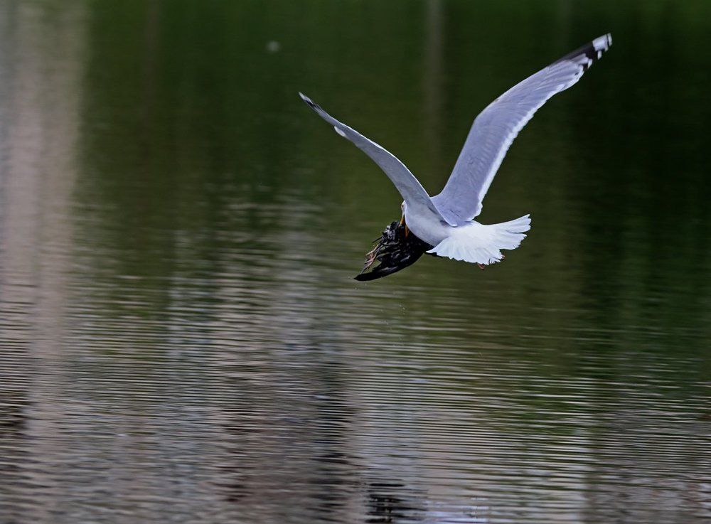 Почти ястреб...