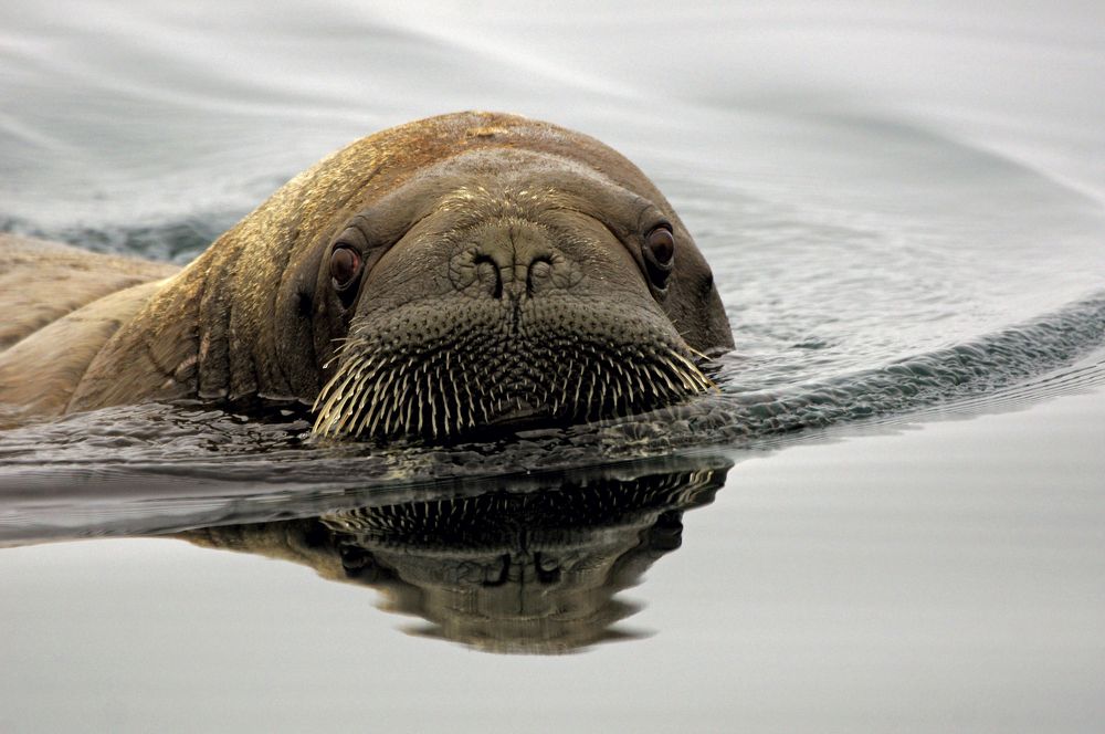 Любопытный