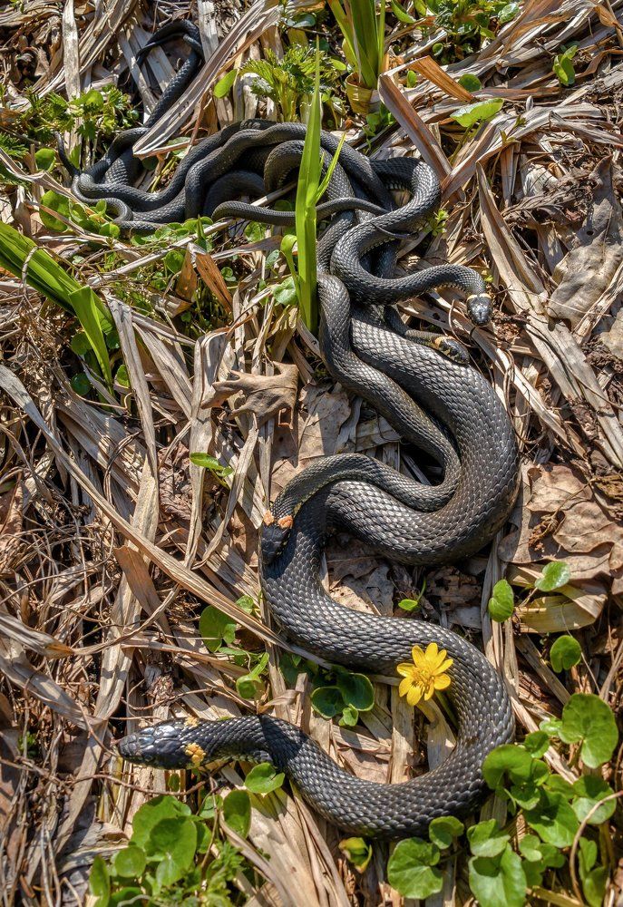 Змеиная свадьба