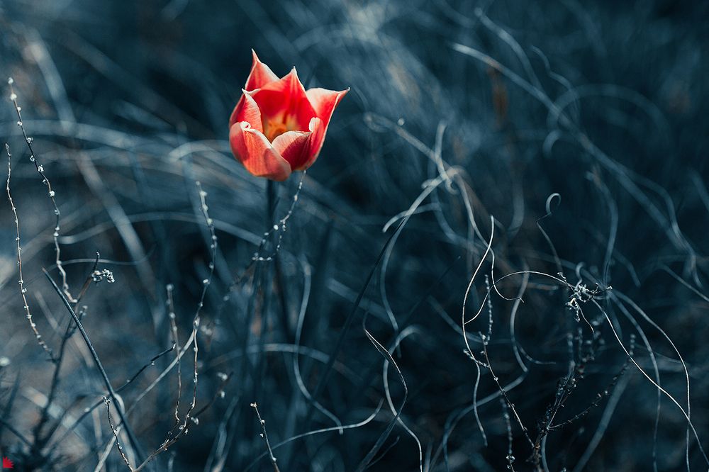 Аленький цветочек