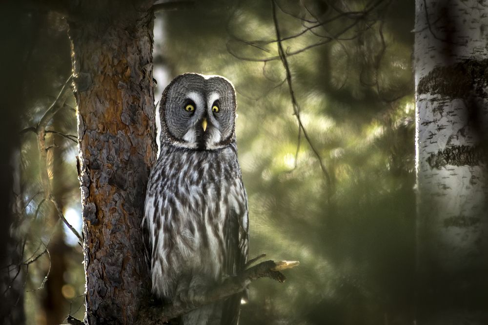 Хранитель гнезда