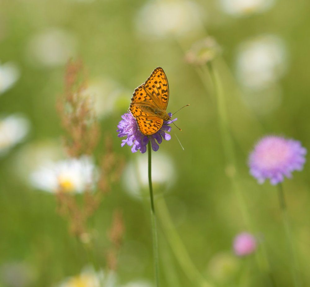 Лето красное