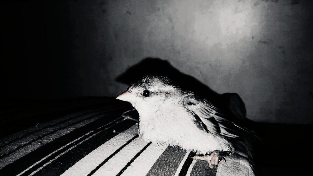 Little one