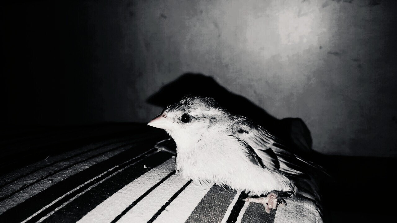 Little one