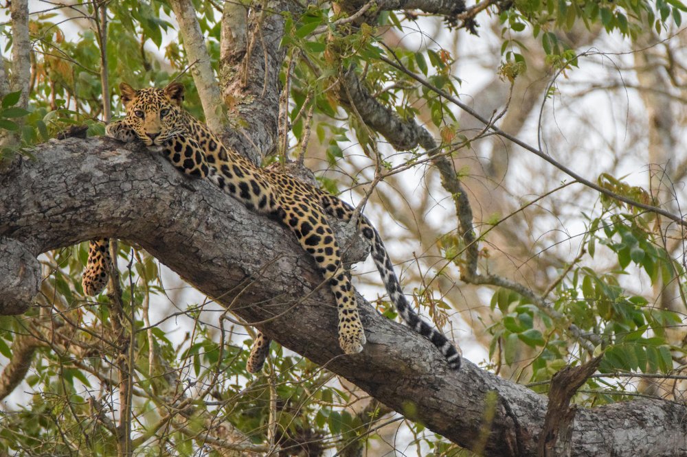 Leopard - Sub Adult