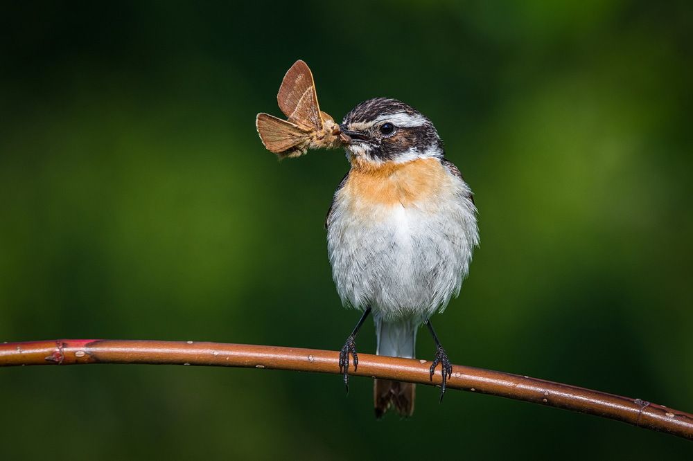 От рассвета до заката
