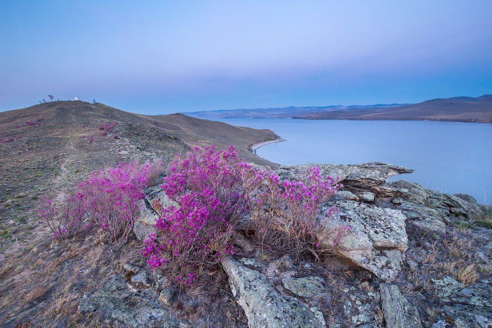 Цветущий багульник на острове Огой на Байкале