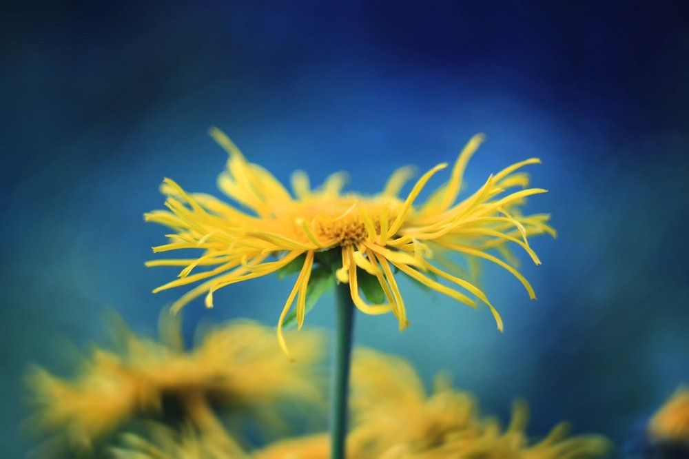 в глазах моих всё посинело, от желтой яркости цветка!