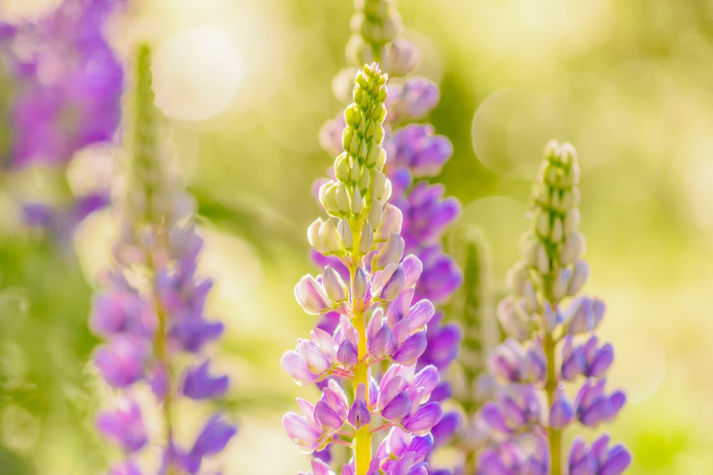 Краски лета