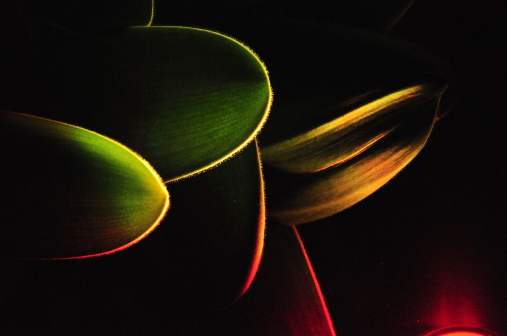 Photograph by Tiffanie Mora